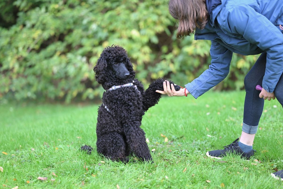 Chien donnant la patte à son maître dans un pré
