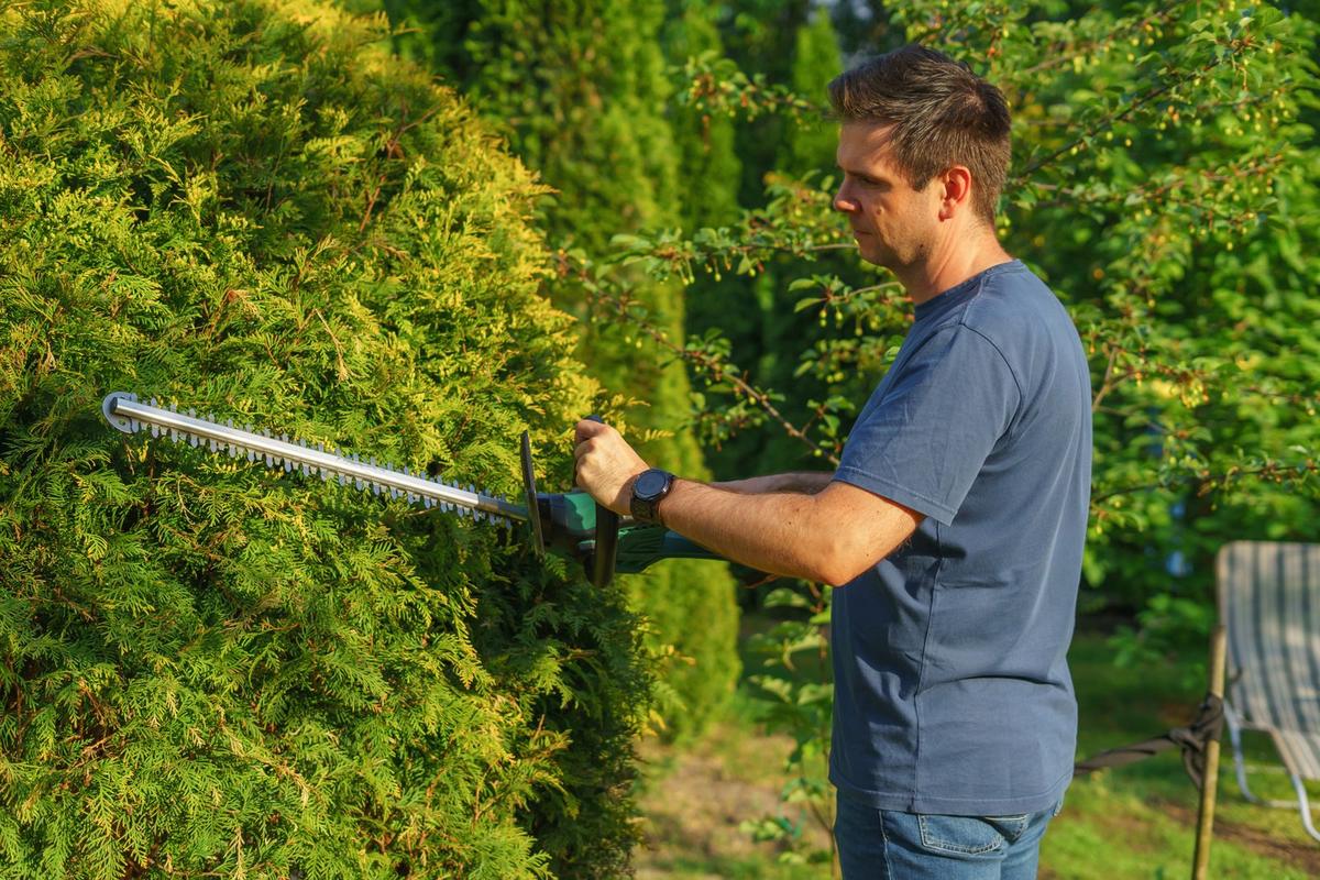 Jardinier taillant une haie au taille-haie électrique