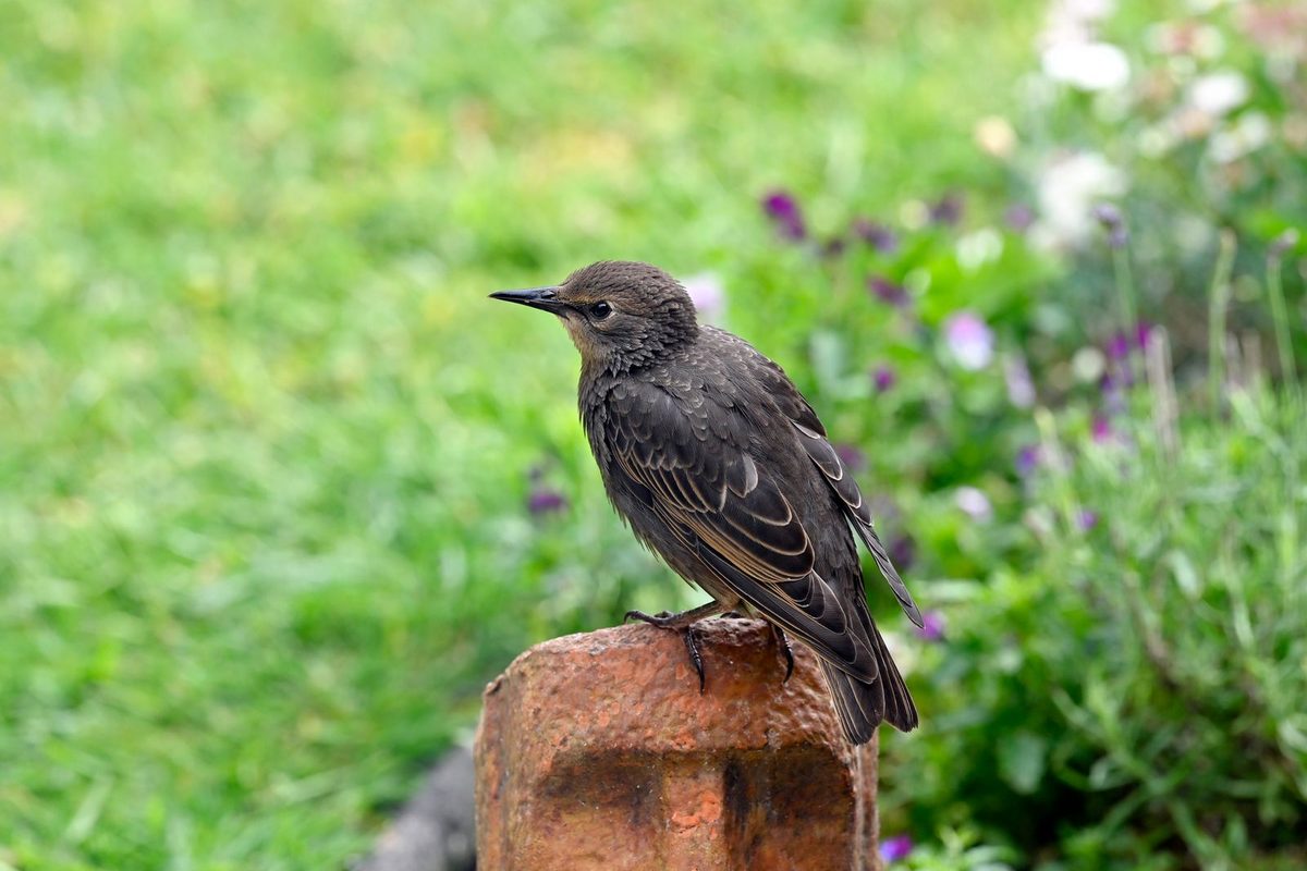 Étourneau sansonnet posé sur une pierre dans un jardin verdoyant