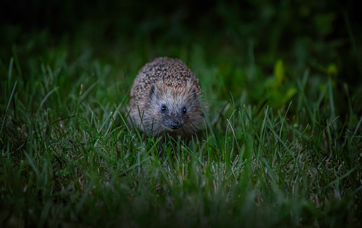 Hérisson en quête de nourriture la nuit dans l'herbe d'un jardin