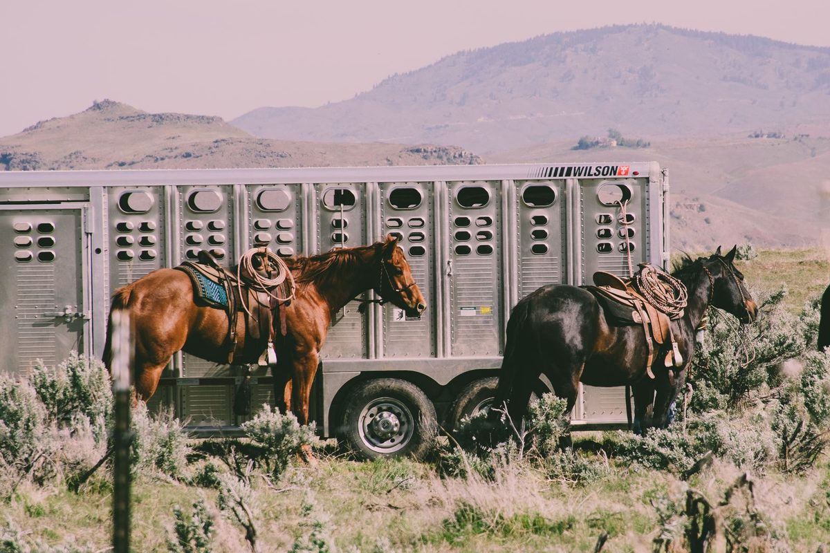Chevaux sellés à côté d'un van de transport, en montagne