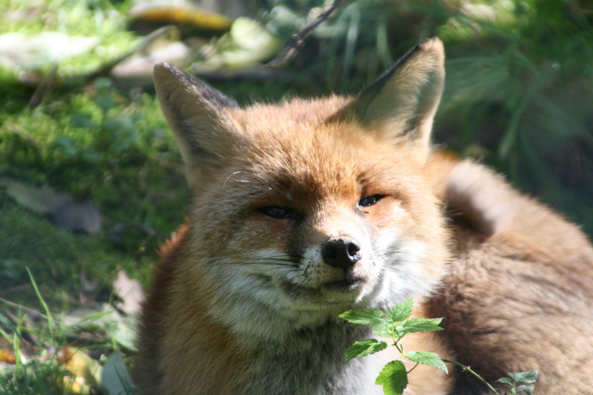 Renard roux dans la végétation à la tombée de la nuit