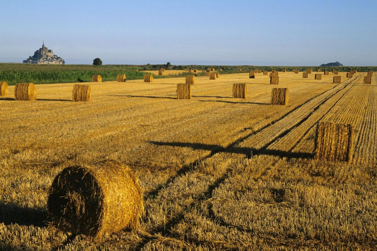 Bottes de paille dorées dans un champ, avec le Mont-Saint-Michel à l'horizon