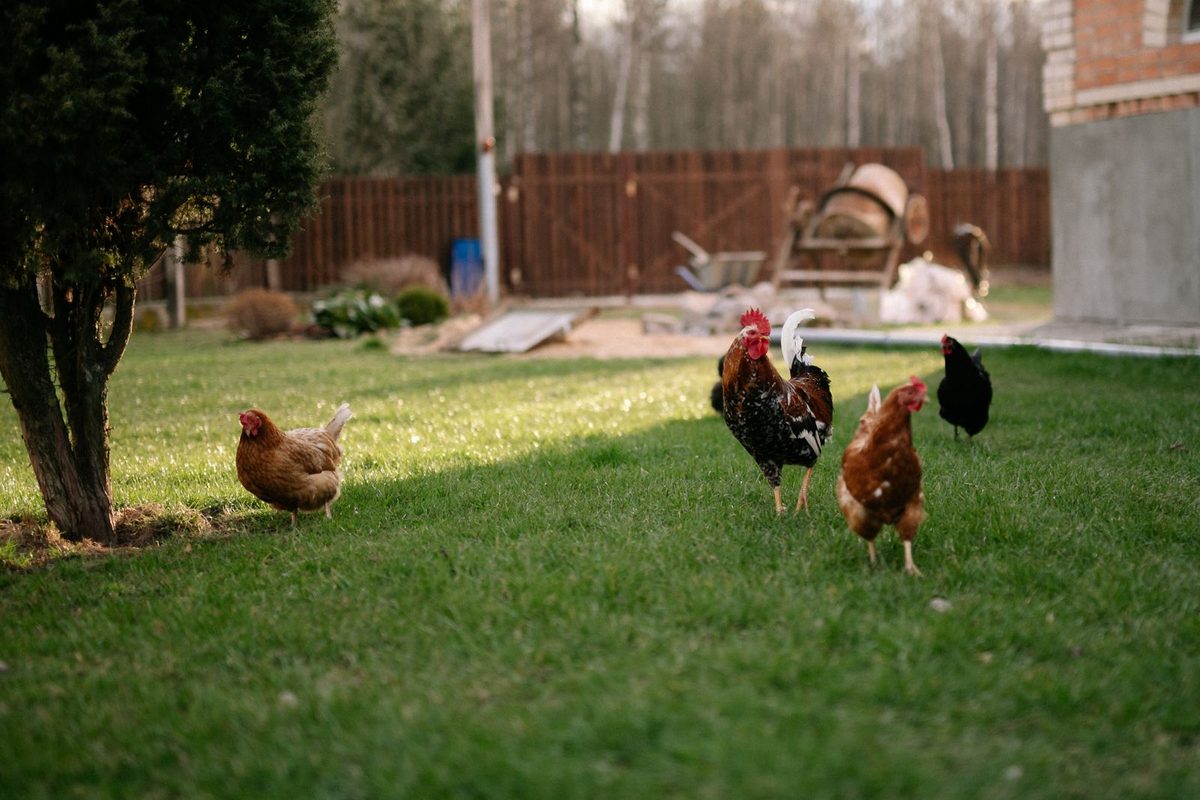 Poules picorant en liberté dans un jardin clos
