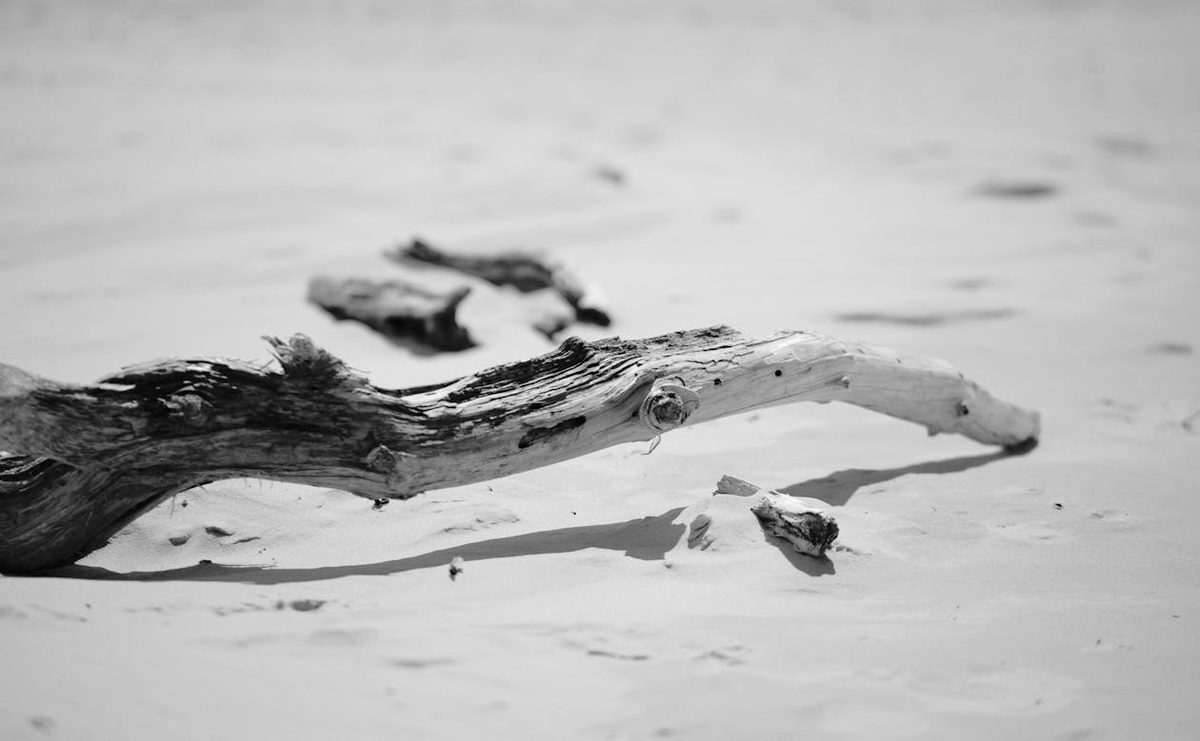 Bois flotté sur une plage de sable