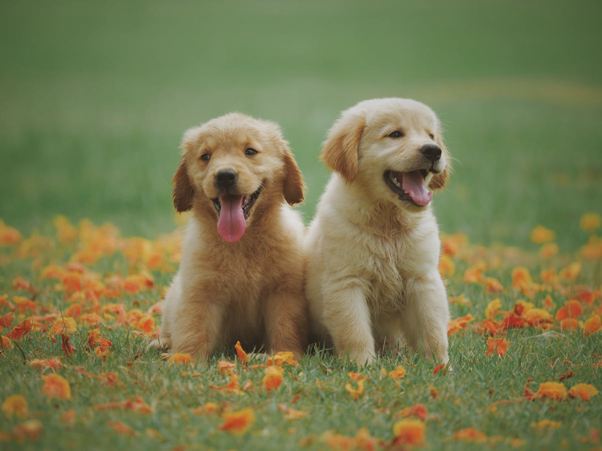 Chiot golden retriever dans un élevage