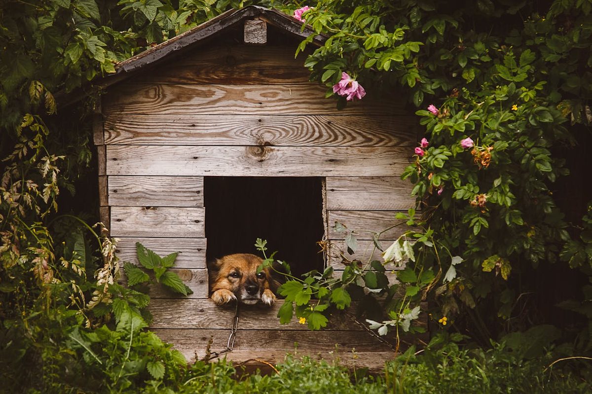 Niche en bois fabriquée maison dans un jardin
