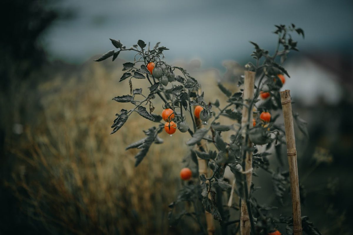 Plants de tomates attachés à des tuteurs dans un potager ensoleillé