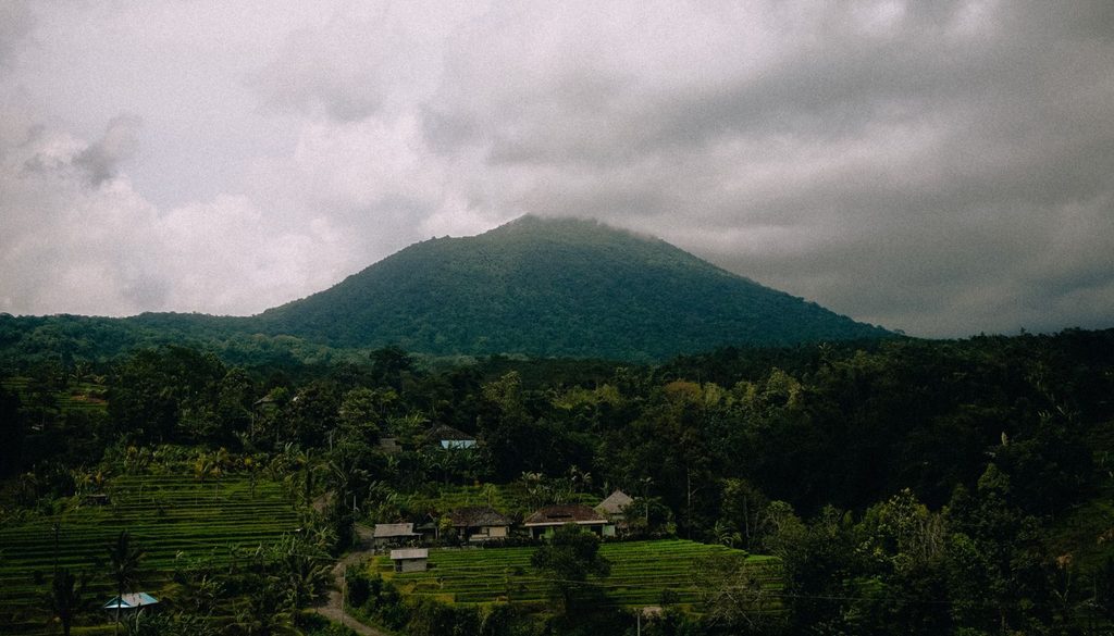 Rizières en terrasses verdoyantes à Bali, bordées de cocotiers