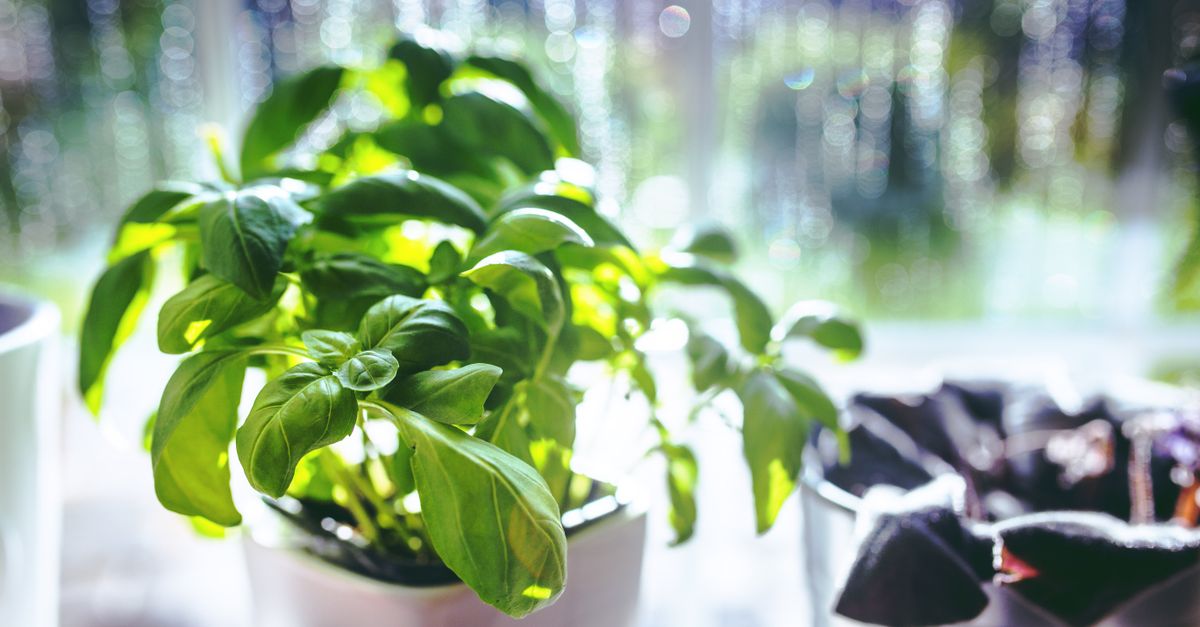Basilic en pot près d'une fenêtre