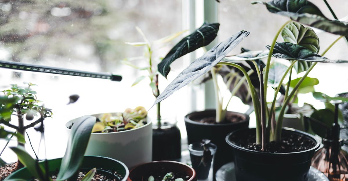 Plantes vertes posées sur un rebord de fenêtre