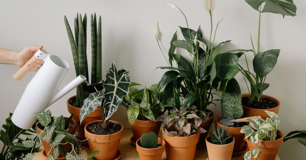 Plusieurs plantes vertes d'intérieur en bonne santé sur un rebord de fenêtre ensoleillé