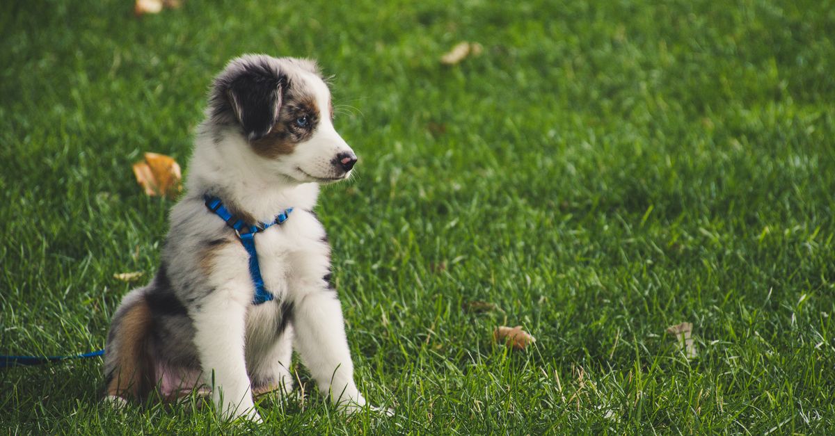 Chiot en apprentissage
