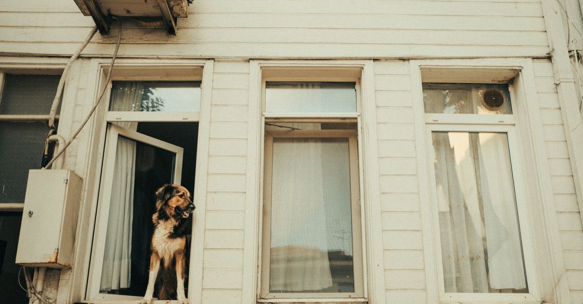 Chien à la fenêtre