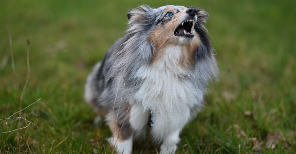 Chien regardant par la fenêtre en train d'aboyer vers la rue