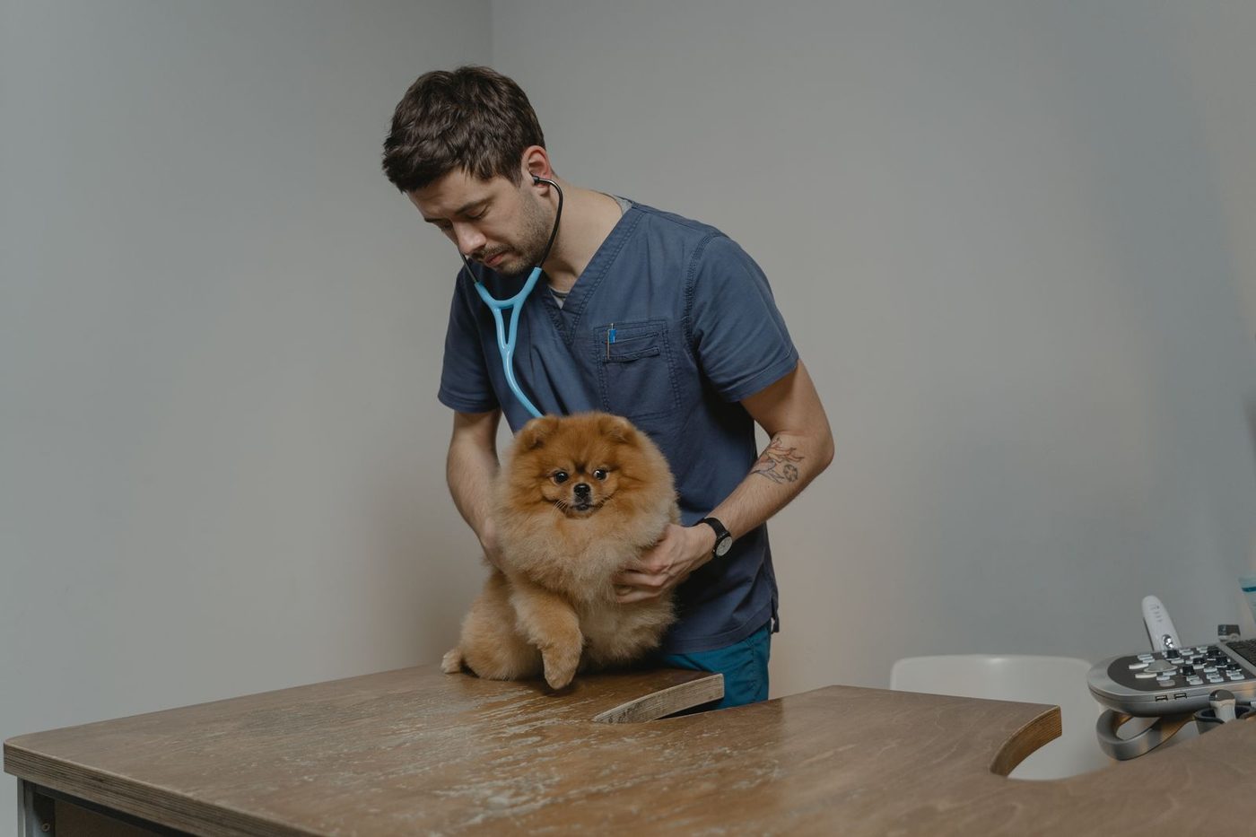 Vétérinaire auscultant un petit chien sur la table d'examen